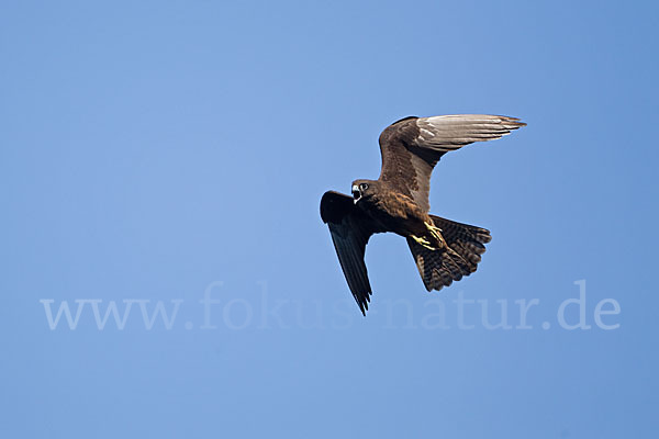 Eleonorenfalke (Falco eleonorae)