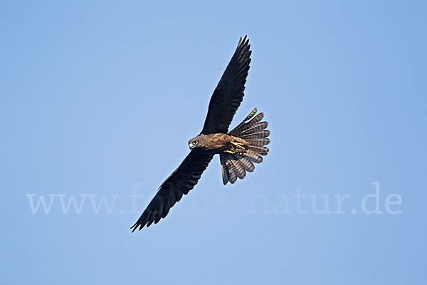 Eleonorenfalke (Falco eleonorae)