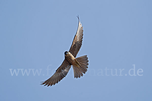 Eleonorenfalke (Falco eleonorae)