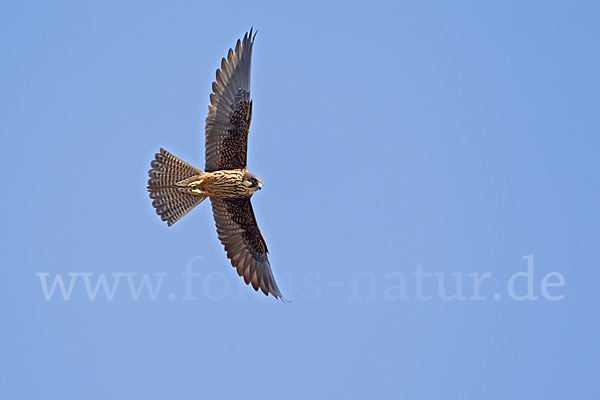 Eleonorenfalke (Falco eleonorae)