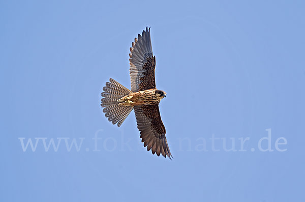 Eleonorenfalke (Falco eleonorae)