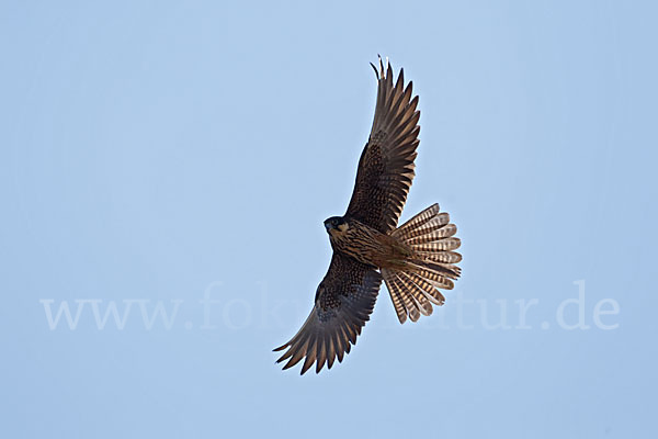 Eleonorenfalke (Falco eleonorae)