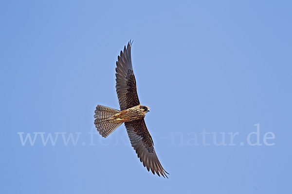 Eleonorenfalke (Falco eleonorae)