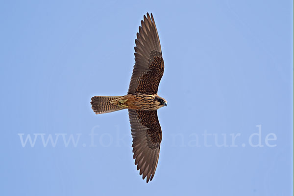 Eleonorenfalke (Falco eleonorae)