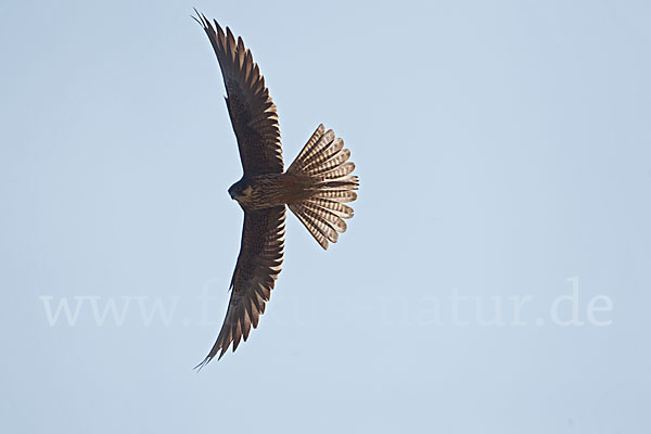 Eleonorenfalke (Falco eleonorae)