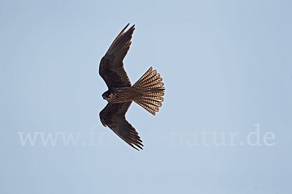 Eleonorenfalke (Falco eleonorae)