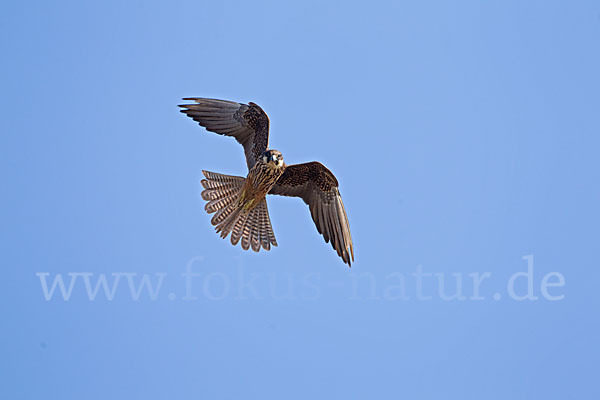 Eleonorenfalke (Falco eleonorae)