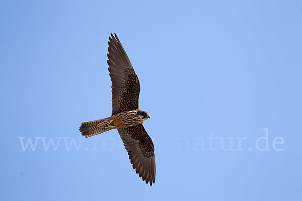 Eleonorenfalke (Falco eleonorae)