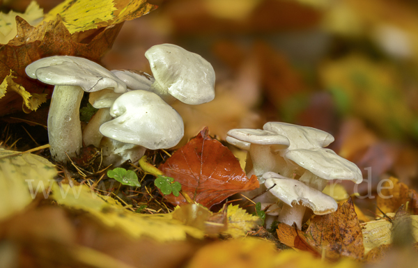 Elfenbeinschneckling (Hygrophorus eburneus)