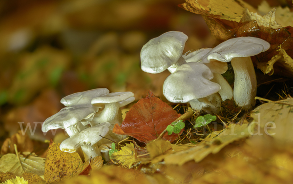 Elfenbeinschneckling (Hygrophorus eburneus)