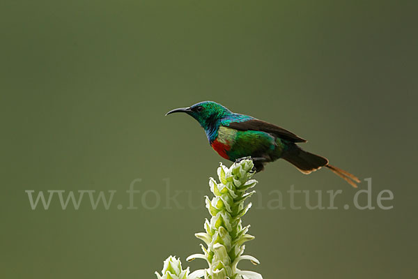 Elfennektarvogel (Cinnyris pulchellus)