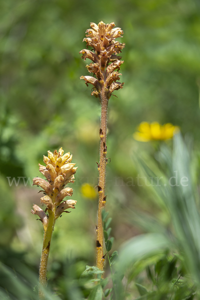 Elsässer Sommerwurz (Orobanche alsatica)