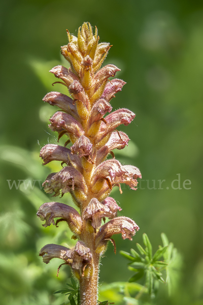 Elsässer Sommerwurz (Orobanche alsatica)