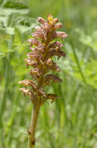 Elsässer Sommerwurz (Orobanche alsatica)