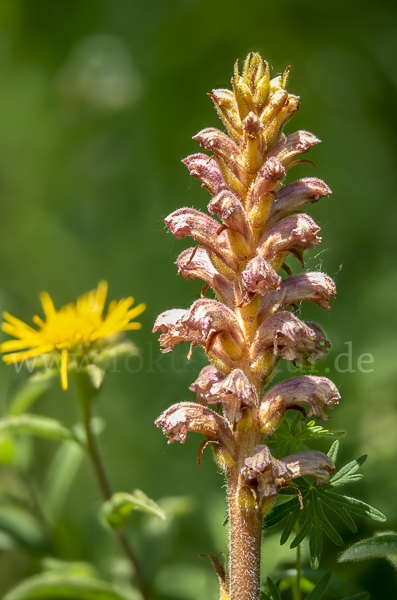 Elsässer Sommerwurz (Orobanche alsatica)