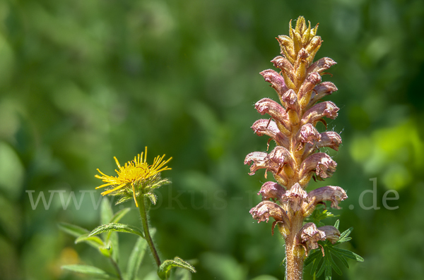 Elsässer Sommerwurz (Orobanche alsatica)