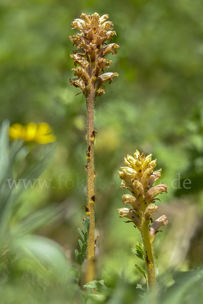 Elsässer Sommerwurz (Orobanche alsatica)