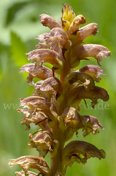 Elsässer Sommerwurz (Orobanche alsatica)