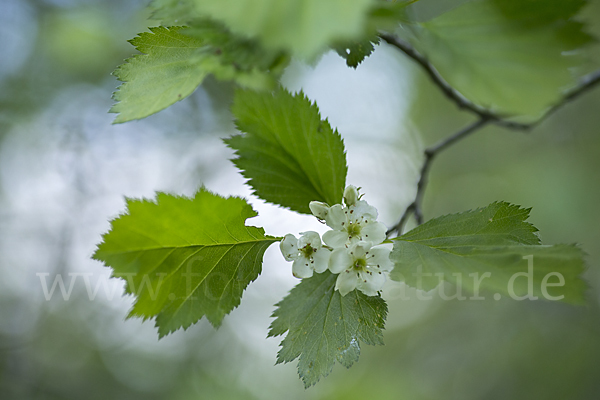 Elsbeere (Sorbus torminalis)