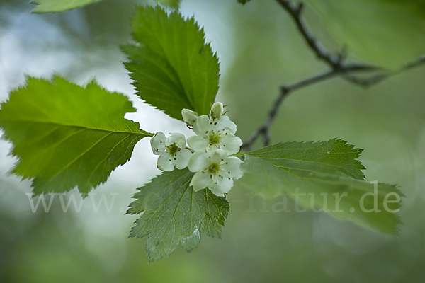 Elsbeere (Sorbus torminalis)