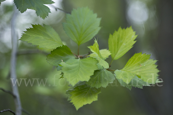 Elsbeere (Sorbus torminalis)