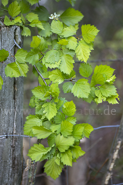 Elsbeere (Sorbus torminalis)