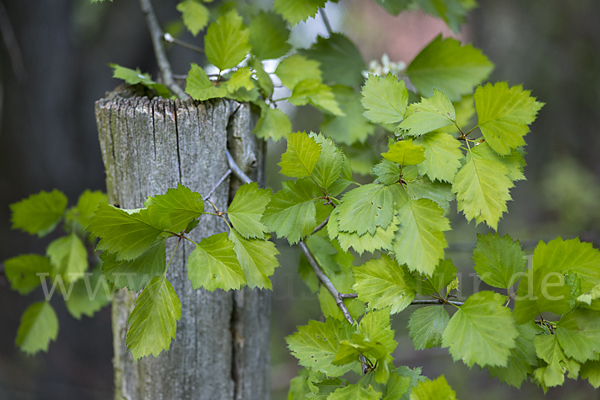 Elsbeere (Sorbus torminalis)