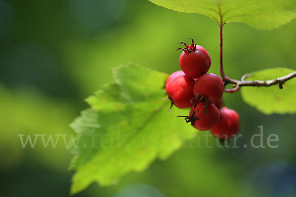 Elsbeere (Sorbus torminalis)