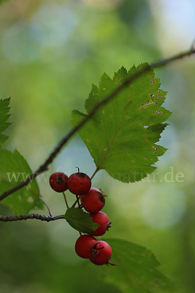 Elsbeere (Sorbus torminalis)