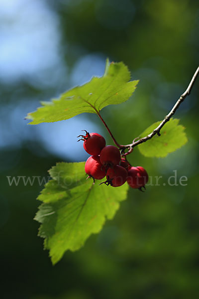 Elsbeere (Sorbus torminalis)