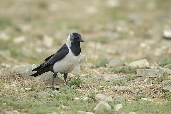 Elsterdohle (Coloeus dauuricus)