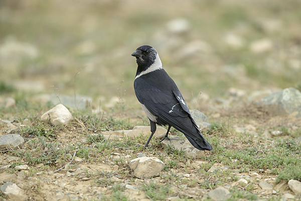 Elsterdohle (Coloeus dauuricus)