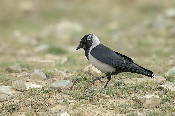 Elsterdohle (Coloeus dauuricus)