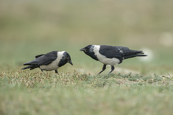 Elsterdohle (Coloeus dauuricus)