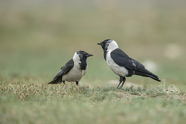 Elsterdohle (Coloeus dauuricus)