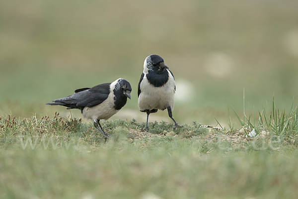 Elsterdohle (Coloeus dauuricus)