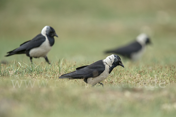 Elsterdohle (Coloeus dauuricus)