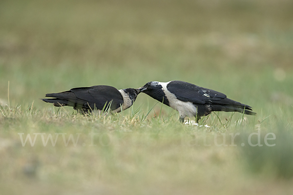 Elsterdohle (Coloeus dauuricus)