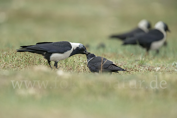 Elsterdohle (Coloeus dauuricus)