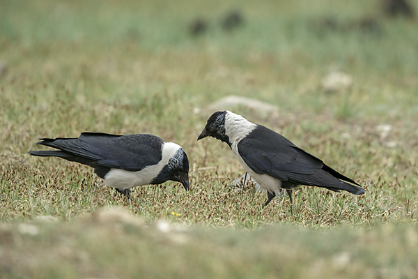 Elsterdohle (Coloeus dauuricus)