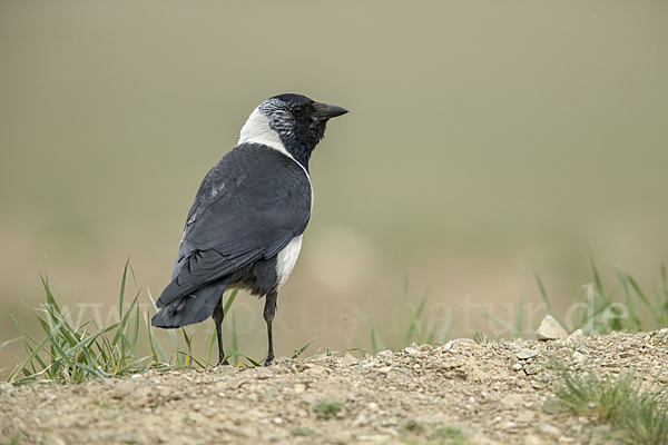 Elsterdohle (Coloeus dauuricus)