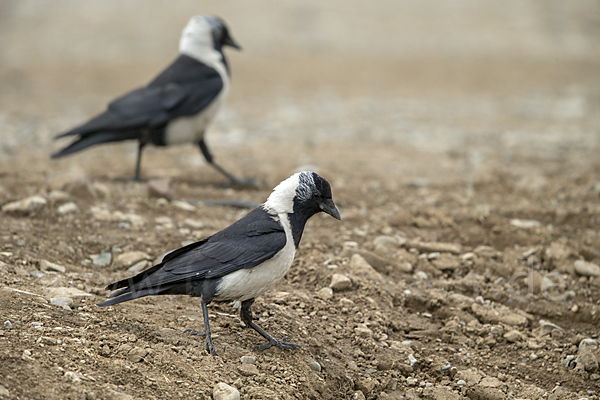 Elsterdohle (Coloeus dauuricus)