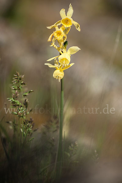 Engelstränen-Narzisse (Narcissus triandrus)