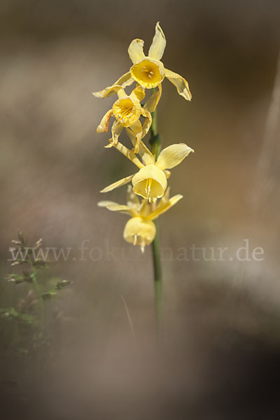 Engelstränen-Narzisse (Narcissus triandrus)