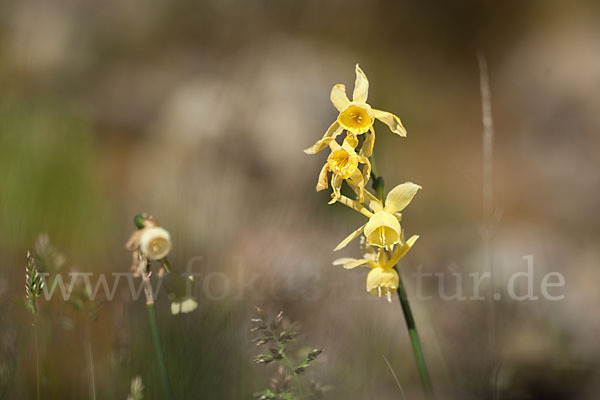 Engelstränen-Narzisse (Narcissus triandrus)