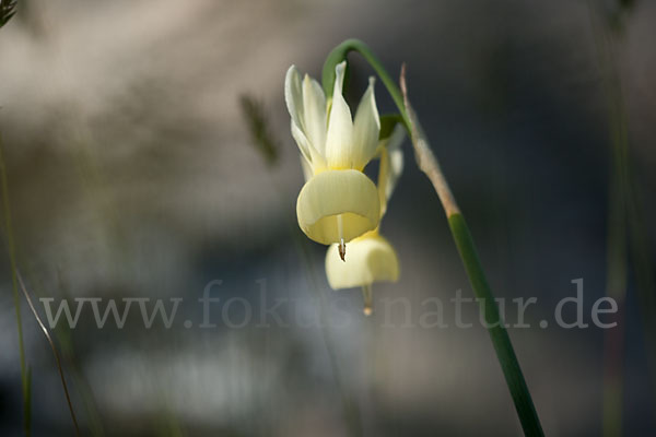 Engelstränen-Narzisse (Narcissus triandrus)