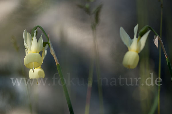 Engelstränen-Narzisse (Narcissus triandrus)