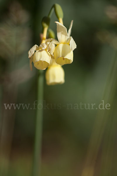 Engelstränen-Narzisse (Narcissus triandrus)