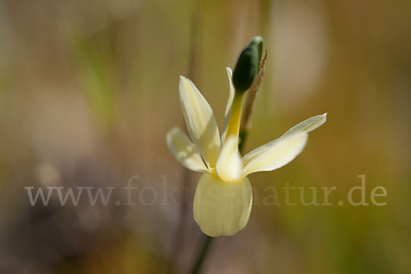 Engelstränen-Narzisse (Narcissus triandrus)