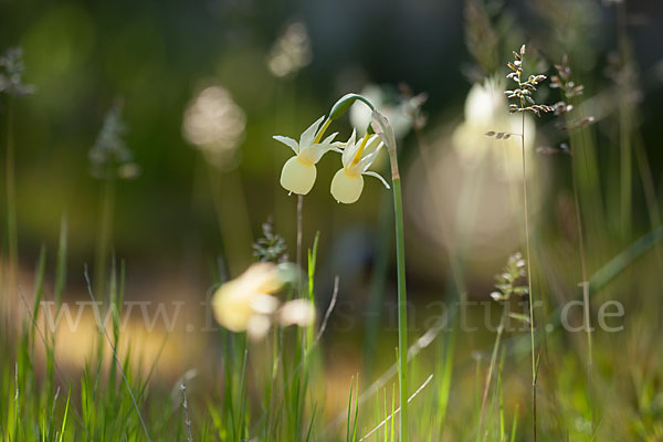 Engelstränen-Narzisse (Narcissus triandrus)